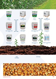 katalog